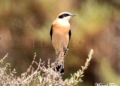 1 Collalba rubia Oenanthe hispanica en Chafarinas. Collalba rubia