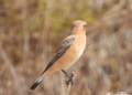 2Collalba rubia hembra. Collalba rubia