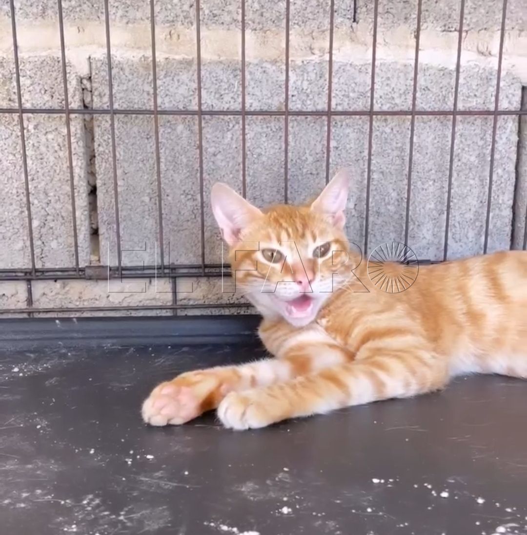 Enzo La Protectora de Animales de Melilla pide ayuda ante la ola de calor