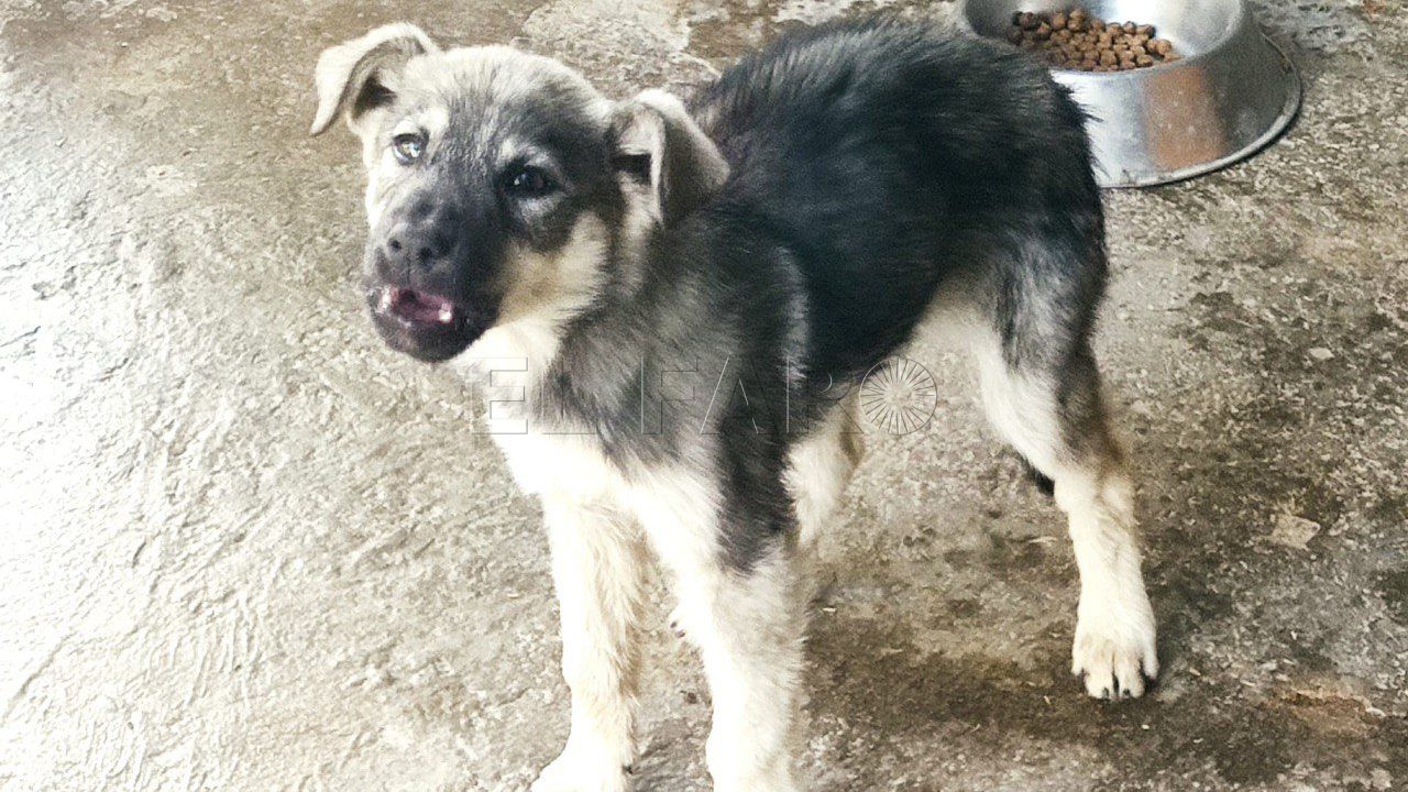 España notifica un caso de rabia de un perro en Melilla