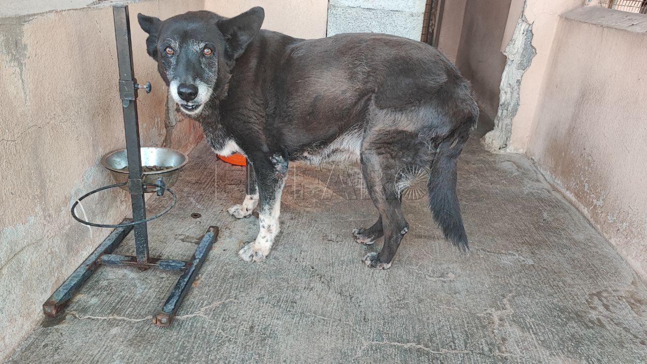 Toby Los animales de la Protectora sufren la ola de calor sin suficientes recursos