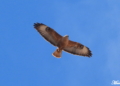 WhatsApp Image 2022 07 23 at 7.28.28 AM 1 El ratonero moro, una de las rapaces africanas a la conquista de Europa