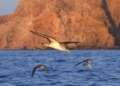 ave 2 La pardela cenicienta, una vida a ras del mar