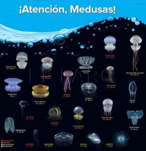 cartel medusas 1 La Asociación de Melilla para la UNESCO apoya la demanda de una cámara hiperbárica