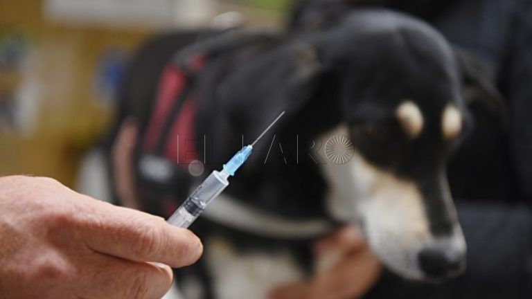 foto mexico rabia humana contagiada perro oms 768x432 1 Velázquez afirma que la consejera de Salud Pública está bajo investigación judicial
