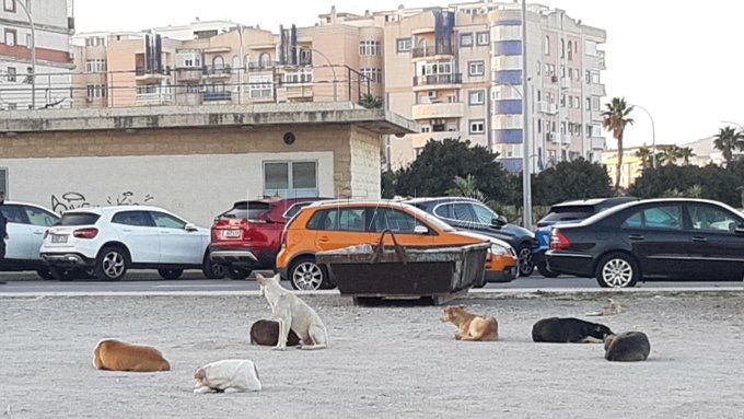 Melilla prorroga el nivel 1 de alerta por rabia decretado en otoño de 2021