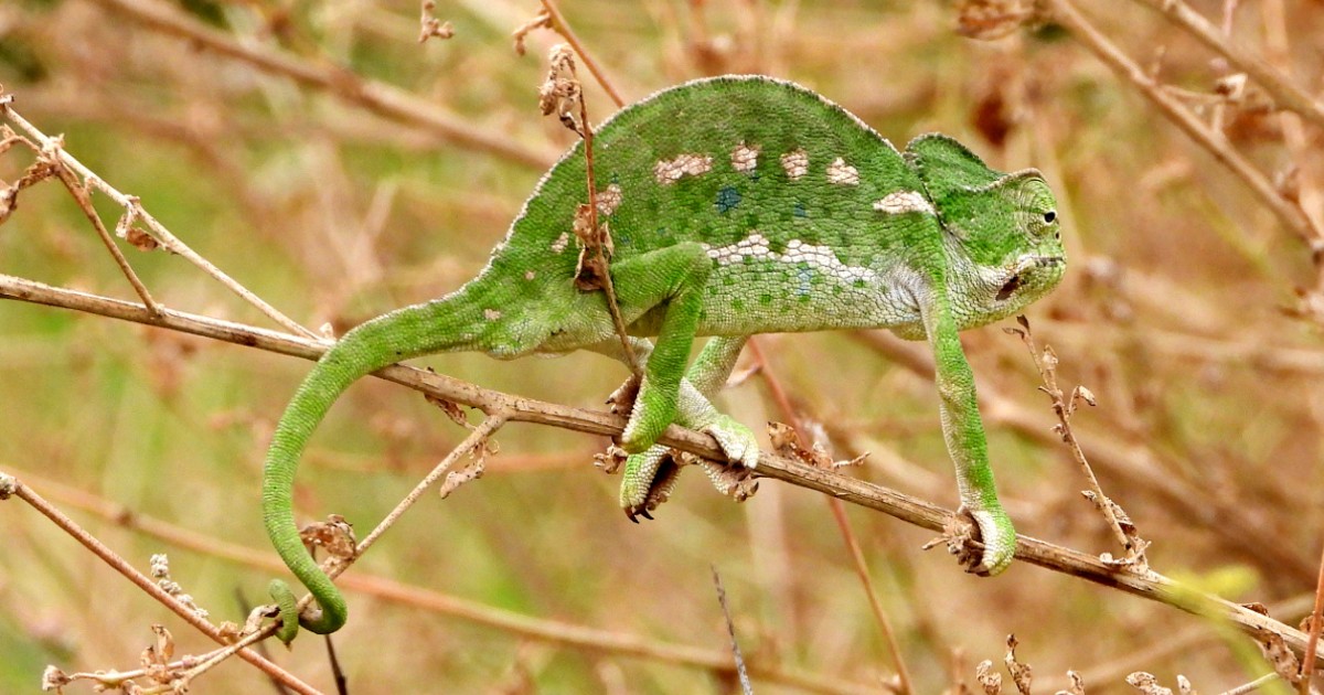 Camaleón macho en celo El camaleón, el reptil que subió a los árboles