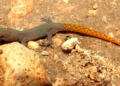Geco 1 El geco de Alborán, un dragón de seis centímetros