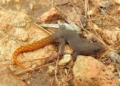 Geco 2 El geco de Alborán, un dragón de seis centímetros