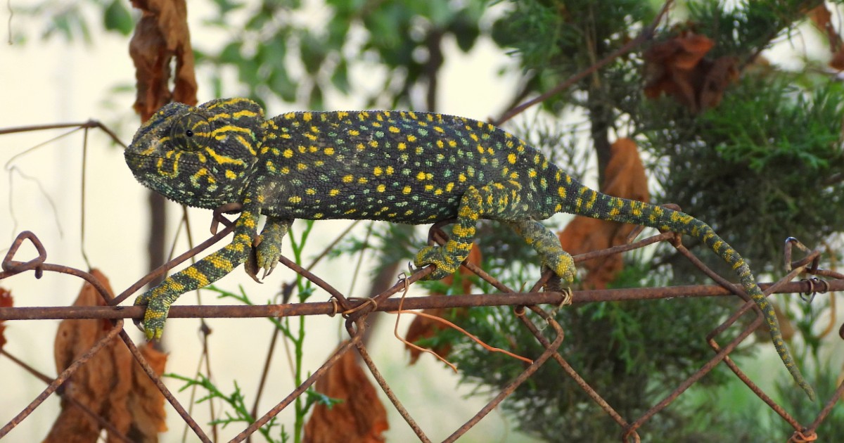 Hembra grávida con su característica librea El camaleón, el reptil que subió a los árboles