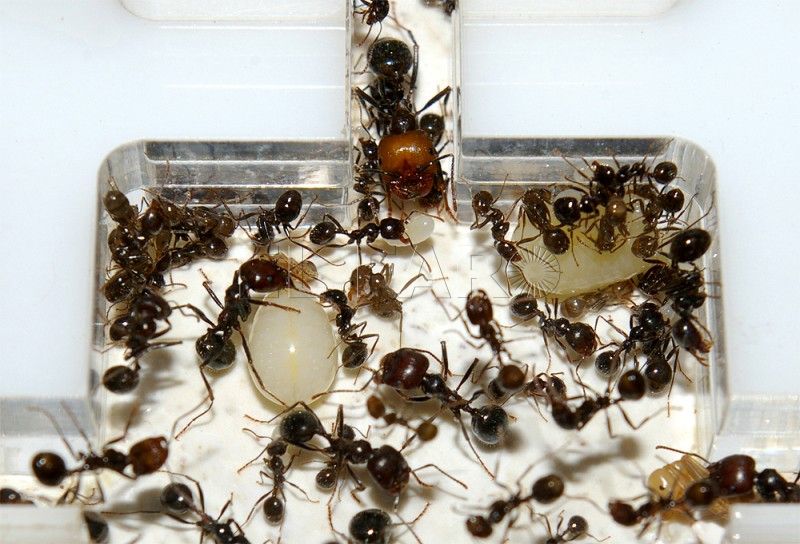 Hormigas Messor barbarus: Un mundo de hormigas bajo nuestros pies