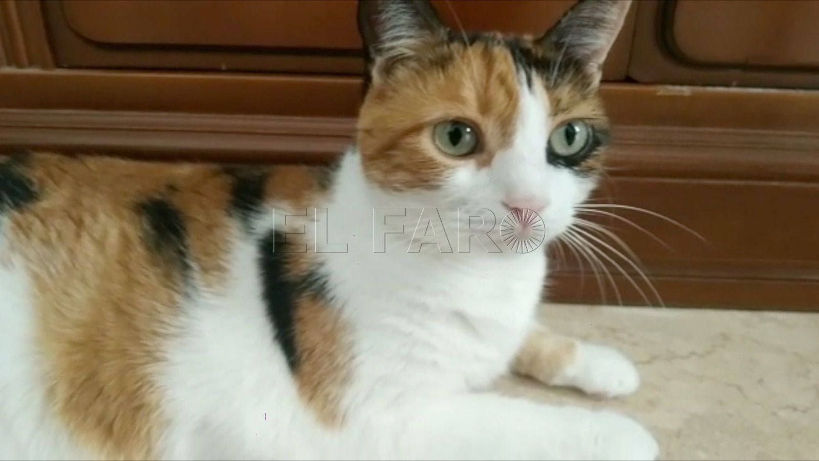LILITH Gatos, tendencia en aumento en los hogares españoles