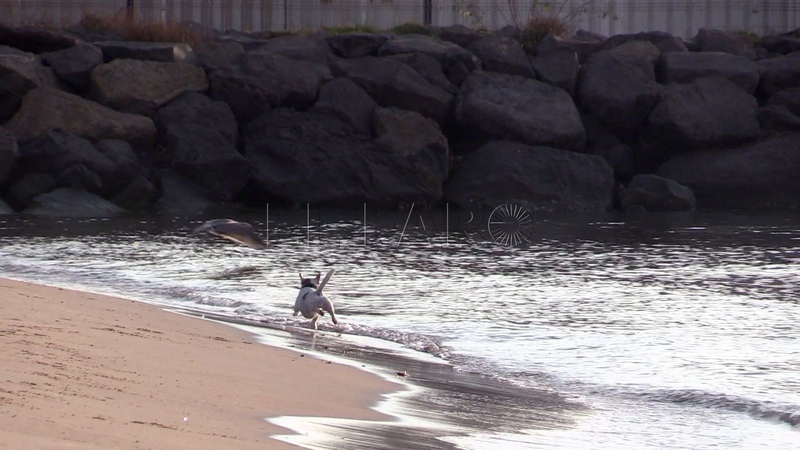 PERRO EN LA PLAYA Previsión del tiempo en Melilla: sábado 20 de agosto de 2022