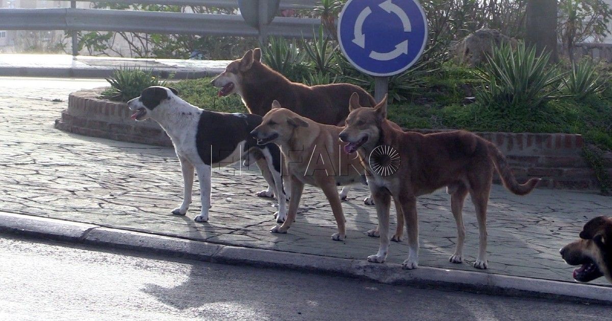 Perros Marruecos lanza en Oujda su primera campaña de vacunación contra la rabia en perros callejeros