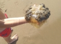 WhatsApp Image 2022 08 26 at 5.49.30 PM Pescando con la mano y jugando en la playa con las medusas "que no pican"