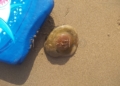 WhatsApp Image 2022 08 26 at 5.49.36 PM Pescando con la mano y jugando en la playa con las medusas "que no pican"