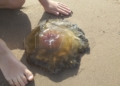 WhatsApp Image 2022 08 26 at 5.52.58 PM 1 Pescando con la mano y jugando en la playa con las medusas "que no pican"