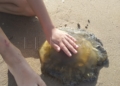 WhatsApp Image 2022 08 26 at 5.52.58 PM Pescando con la mano y jugando en la playa con las medusas "que no pican"
