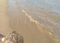 WhatsApp Image 2022 08 26 at 5.52.58 PM 2 Pescando con la mano y jugando en la playa con las medusas "que no pican"