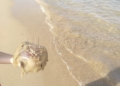 WhatsApp Image 2022 08 26 at 5.52.59 PM Pescando con la mano y jugando en la playa con las medusas "que no pican"