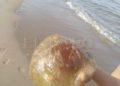 WhatsApp Image 2022 08 26 at 5.52.59 PM 3 Pescando con la mano y jugando en la playa con las medusas "que no pican"