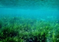 posidonia 2 La posidonia oceánica, la planta que conquistó el Mediterráneo