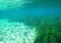 pradera de Posidonia oceanica La posidonia oceánica, la planta que conquistó el Mediterráneo