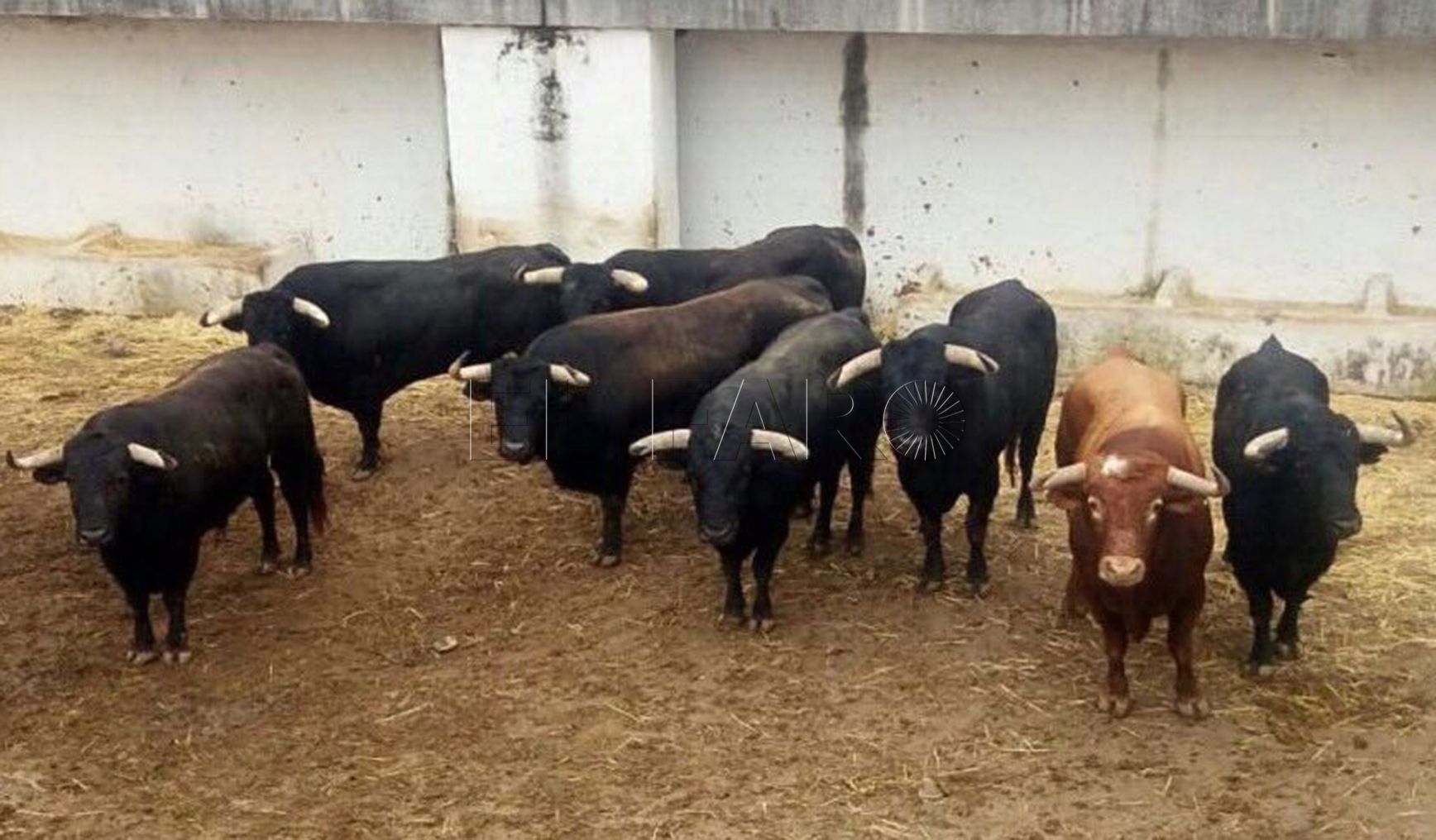 Mañana por la noche llegan los toros para la corrida del 6 de septiembre
