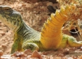 El lagarto de cola espinosa marroquí