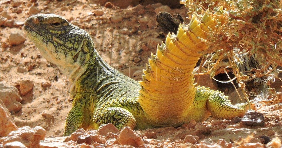 Lagarto de cola espinosa marroquí. El lagarto de cola espinosa marroquí