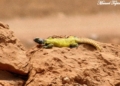 Uromastyx soleandose El lagarto de cola espinosa marroquí