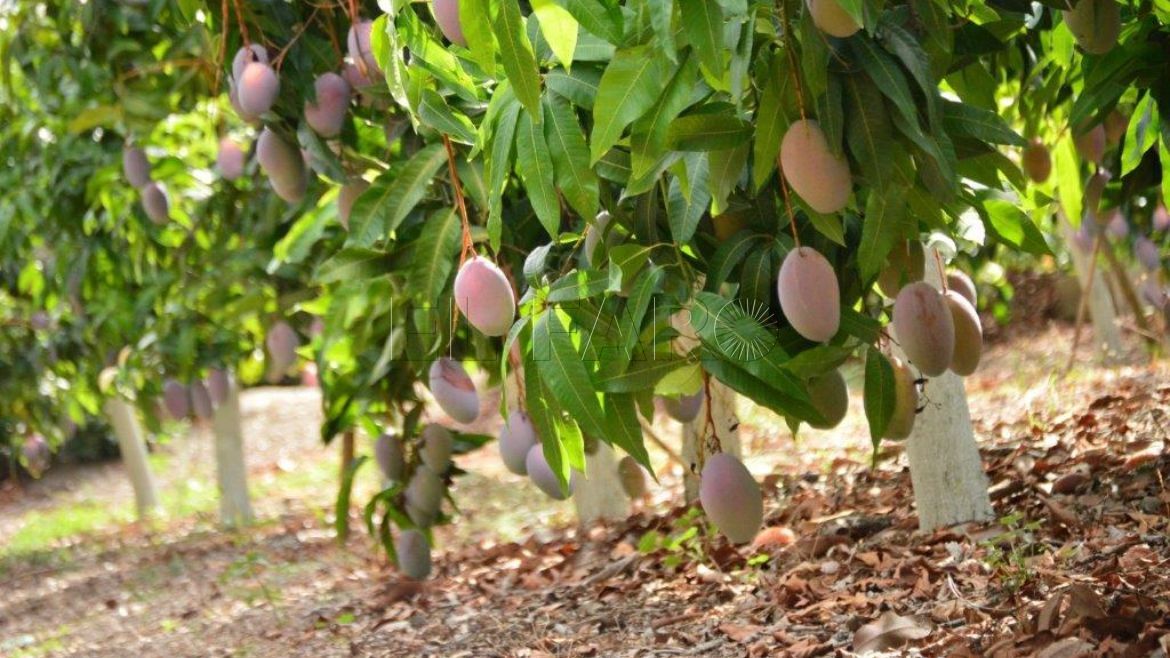 Mercadona prevé comprar más de 3.300 toneladas de mango a proveedores de Málaga