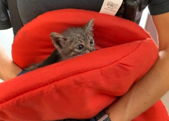 gato 1 Maeso alaba la labor de Bomberos y Policía Local en la recogida de animales