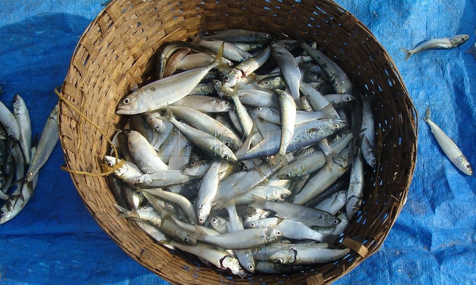 sardinas ¿Está entrando pescado ilegal desde Marruecos?
