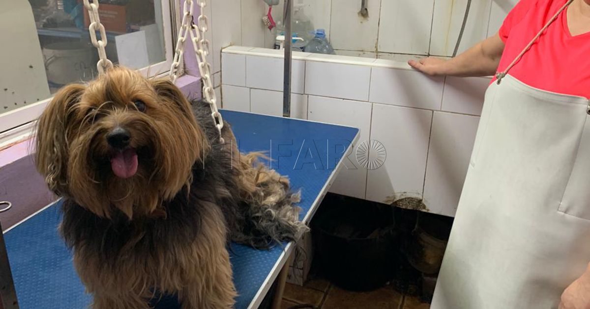 Agua María, empleada de tienda de animales, sobre los cortes de agua: "Martes, miércoles y jueves sin trabajo"