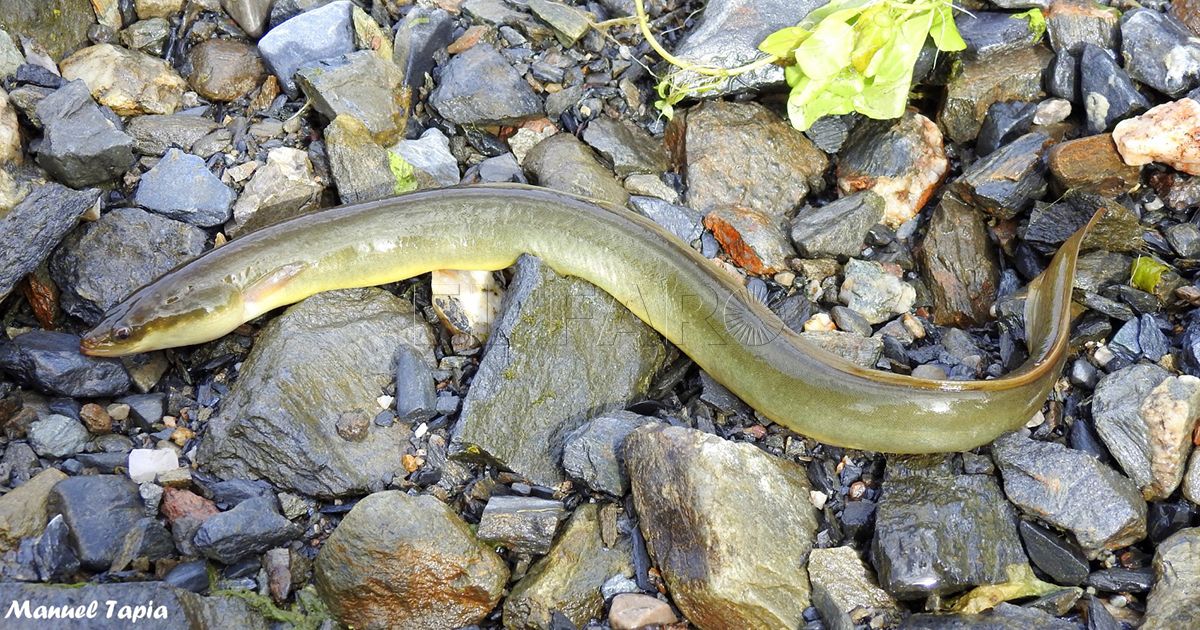 Anguila Anguilas en el río de Oro