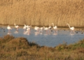 Flamencos en la Mar Chica La Mar Chica