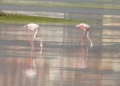 WhatsApp Image 2022 10 08 at 12.31.00 PM 3 Conmemoran el Día de las Aves Migratorias con una visita ornitológica