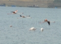 WhatsApp Image 2022 10 08 at 12.31.01 PM Conmemoran el Día de las Aves Migratorias con una visita ornitológica