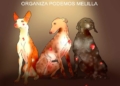 WhatsApp Image 2022 10 13 at 4.54.26 AM 1 Podemos llama a luchar contra el PSOE por excluir a los perros de caza de la Ley de Bienestar Animal