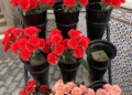 WhatsApp Image 2022 10 26 at 19.46.57 1 Los claveles y las rosas, las flores más demandadas para el Día de Todos los Santos en Melilla