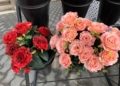 WhatsApp Image 2022 10 26 at 19.46.57 2 Los claveles y las rosas, las flores más demandadas para el Día de Todos los Santos en Melilla