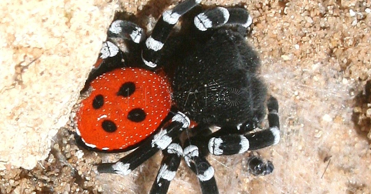 Araña Eresus macho Arañas Eresus