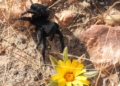 Eresus hembra Arañas Eresus
