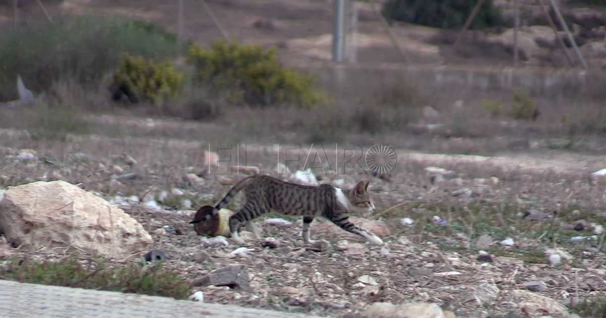 Gatos Melilla aspira al sacrificio cero potenciando las colonias de gatos callejeros