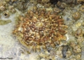 Patella en Dique Sur 1 Patella ferrugínea, la especie más protegida de Melilla