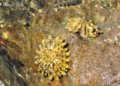 Patella ferruginea Patella ferrugínea, la especie más protegida de Melilla