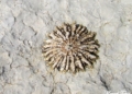 Patella ferruginea en Tres Forcas Patella ferrugínea, la especie más protegida de Melilla