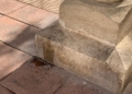 WhatsApp Image 2022 11 29 at 17.23.23 La Plaza de las Conchas repleta de suciedad, destrozos y grafitis