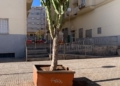 WhatsApp Image 2022 11 29 at 17.23.25 La Plaza de las Conchas repleta de suciedad, destrozos y grafitis